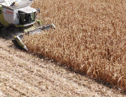 What is the difference between a row crop header and a corn head?