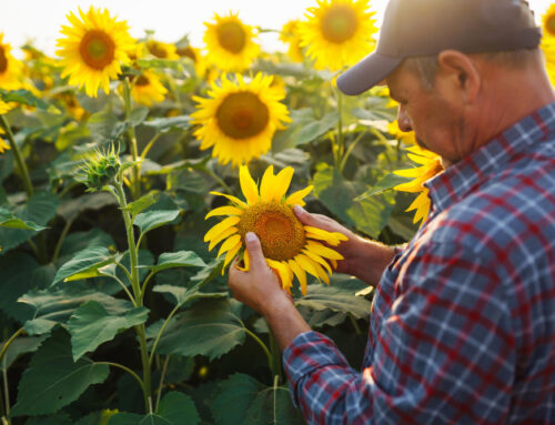 ¿Cómo se fabrican las pipas de girasol?