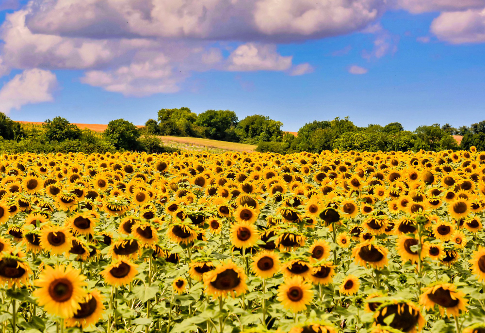 What Header Do You Use for Sunflowers?