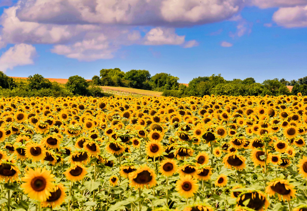 ¿Qué cabezal utilizar para recolectar los Girasoles?