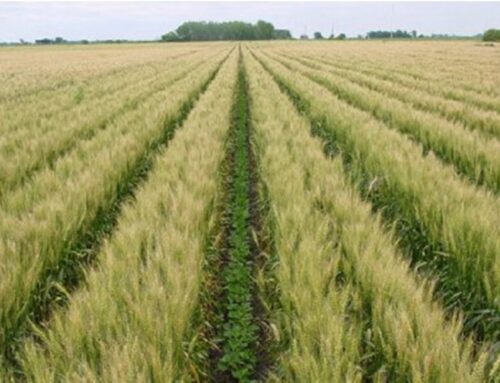 Boosting Crop Yields and Sustainability with Intercropping: A How-To Guide