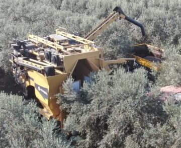 Cosechadora olivar superintensivo
