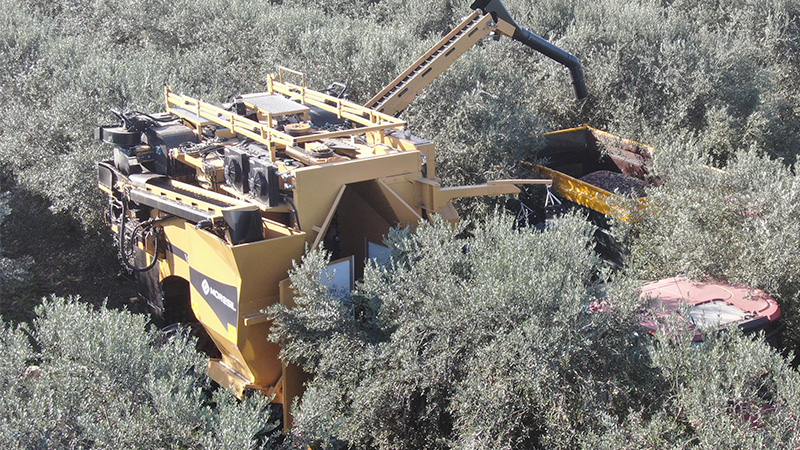 Olive Grove and Nuts Harvesting