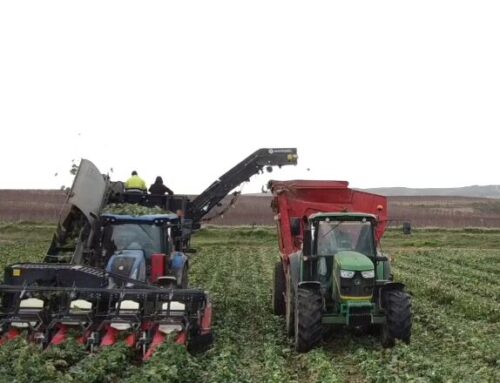 How to Harvest Broccoli: Revolutionizing the Process with Automatic Harvesting Technology