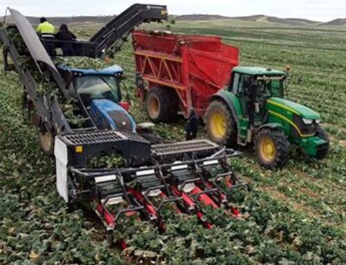 Moresil and AIT present leading innovation in broccoli harvesting